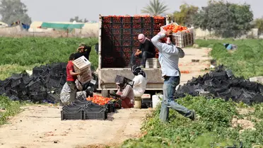 فيما يموت أطفال غزة جوعاً..خضراوات النشامى الأردنيين تُصدّر إلى كيان الاحتلال!