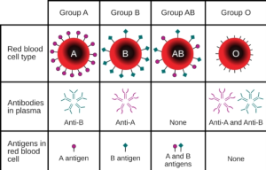 علماء يبتكرون "كلية عالمية" تتوافق مع أيّ فصيلة دم قد تكون علاجاً واعداً في زراعة الكلى وتنقذ أرواح المرضى حول العالم.