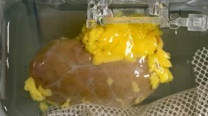 كشفت دراسة حديثة أنّ الباحثين باتوا أقرب من أيّ وقت مضى إلى تحقيق إنجازٍ هامّ في مجال زراعة الكلى